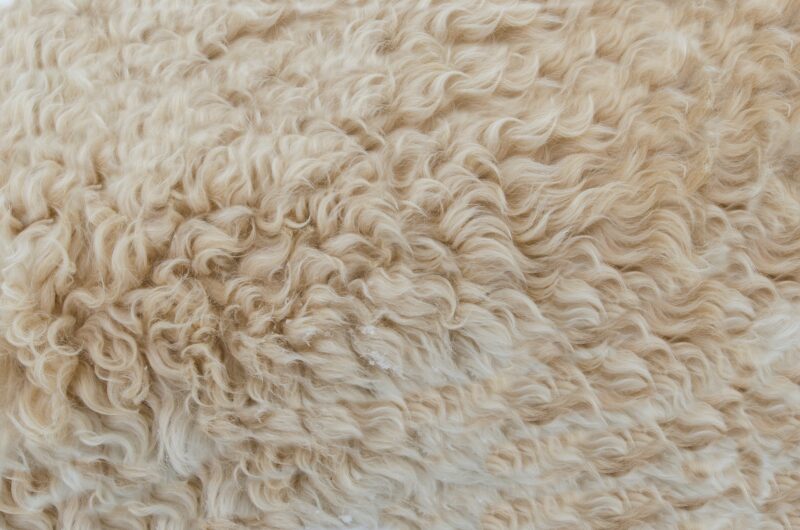 wool care wash