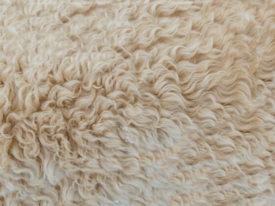 wool care wash